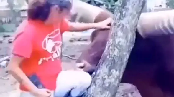 فیلم عجیب ترین گاو شاخ دار جهان / زن شجاع در حال بازی + عکس