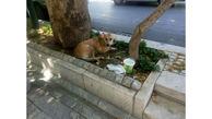  فرار دردناک یک سگ از وانت مرد مرموز در مرکز تهران + عکس های اختصاصی