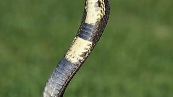 نوزاد با شیر آلوده مادر به سم مار کبری کشته شد