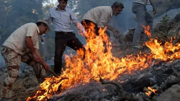 سنجاب و خرس های جنگل های کردستان در خطر مرگ با آتش 