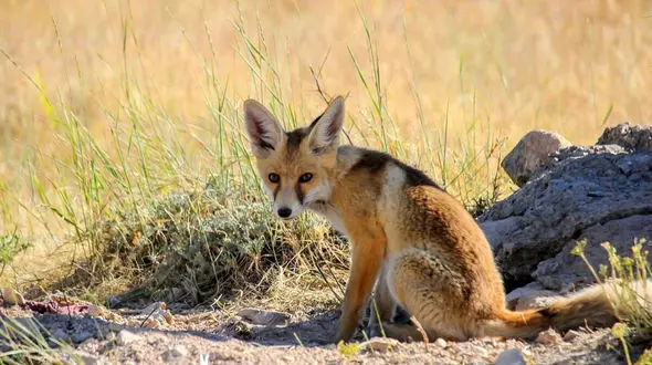 روباه وحشی پس از گاز گرفتن 4 نفر به دست مردم کشته شد