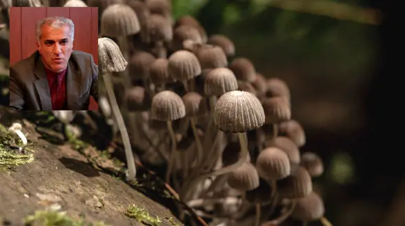 «ماشروم» بازی با زندگی/ آغاز بحرانی روانی که هیچ «سفری» قادر به درمان آن نیست + صوت