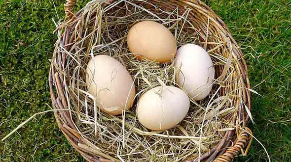 10 فایده جالب تخم مرغ 