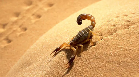 حقایقی از دسیسه‌های آقای«م.ت» در یک حرفه سَمی/کسی «زهر» ما را نمی‌خرد؟