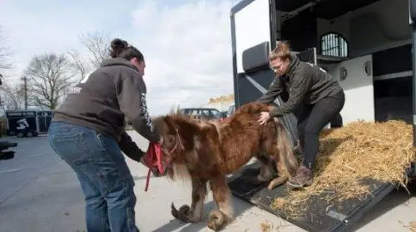 کره اسبی با پاهای شاخدار در رسانه ها جنجال به پا کرد+عکس
