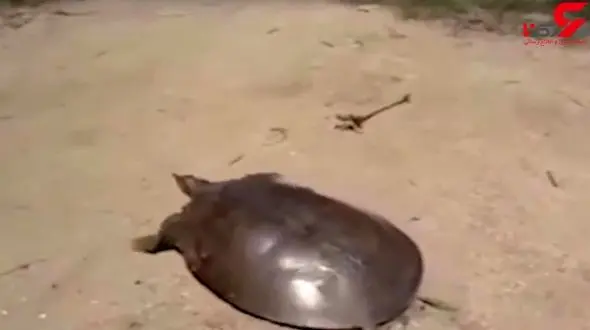 سرعت حیرت انگیز لاک پشت دونده + فیلم