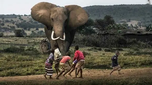 احساسات فیل مادر نسبت به فرزندش + عکس