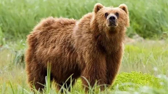 حمله خرس سیاه آسیایی به دامدار جیرفتی؛ مصدوم با بالگرد به بیمارستان منتقل شد