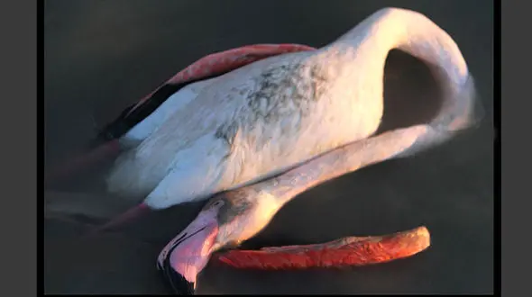 علت تلف شدن هزاران پرنده مهاجر در میانکاله مشخص شد