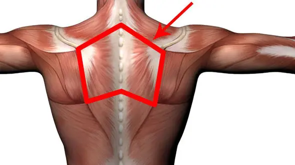 کمبود این ویتامین باعث گرفتگی عضلات می شود