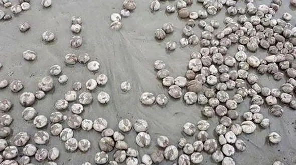 اتفاق عجیب که پس از باریدن باران در ساحل افتاد / این زن چه دید؟ + عکس 