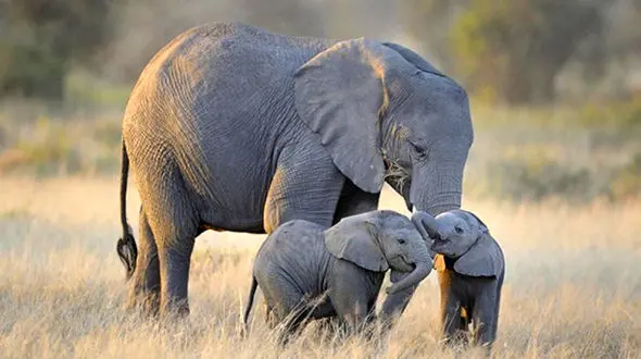 از پرنده زیر باران تصویر شاعرانه‌ی زندگی تاقصه‌ای از دوستی بی‌مرز