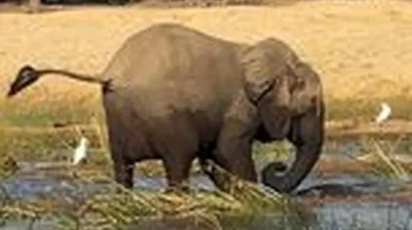 فیلم باورنکردنی از کشته شدن تمساح توسط فیل خشمگین 