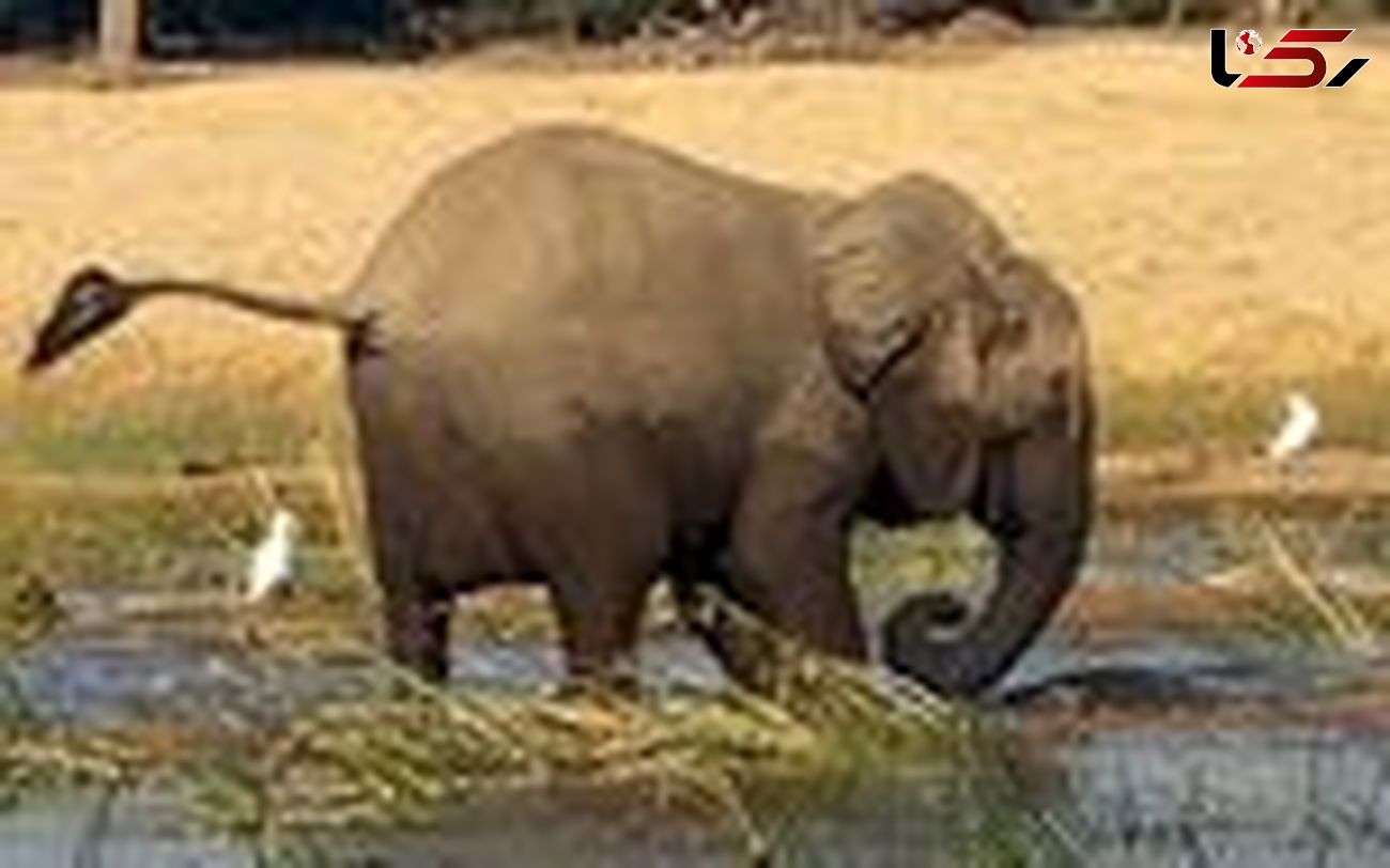 فیلم باورنکردنی از کشته شدن تمساح توسط فیل خشمگین 
