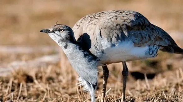 آشنایی با پرنده ای که دویدن را به پرواز ترجیح می دهد!