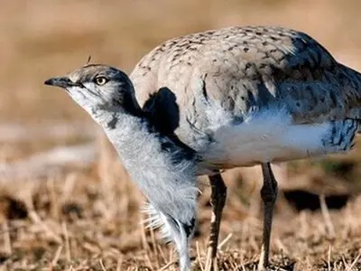 آشنایی با پرنده ای که دویدن را به پرواز ترجیح می دهد!