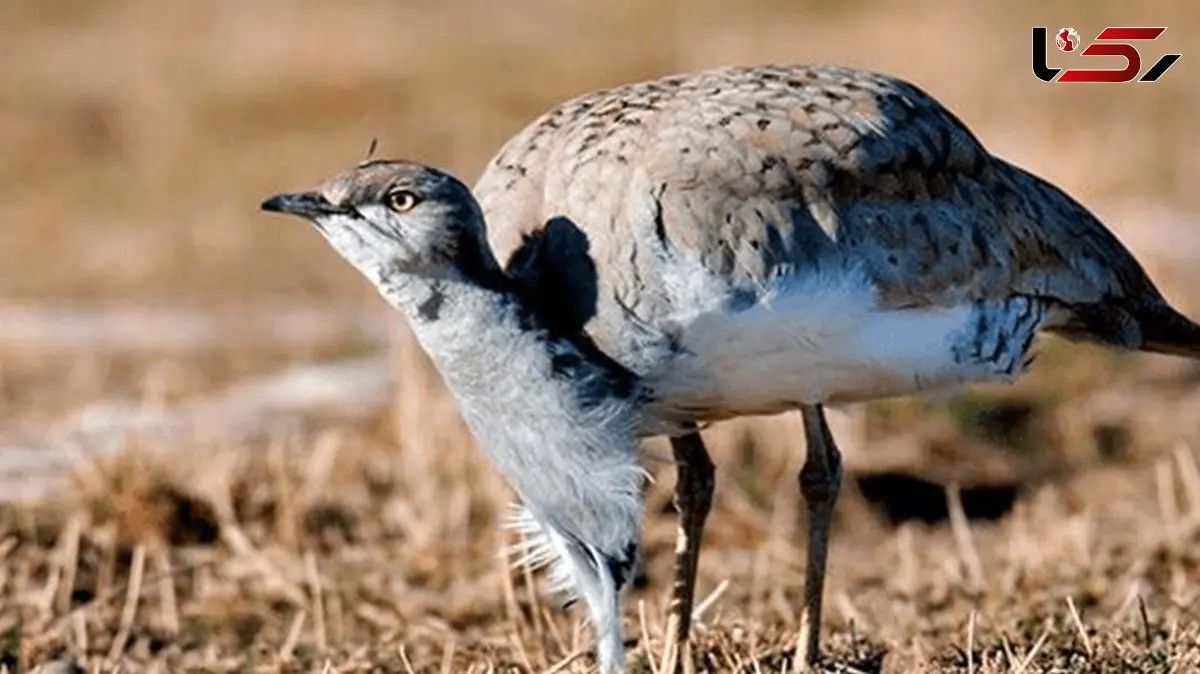آشنایی با پرنده ای که دویدن را به پرواز ترجیح می دهد!