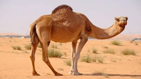 فیلم / بکسل کردن خودرو با شتر !