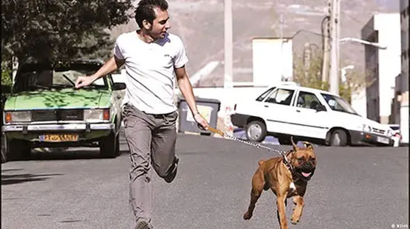 چند می‌گیری حیوون منو بگردونی؟ شغل جدید جوانان تهرانی!