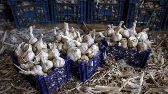 برگزاری جشنواره سیر و موسیر در سولان  پایتخت سیر جهان