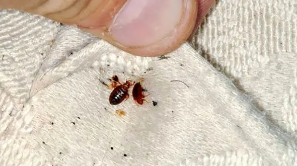 عوارض گزش «ساس» چیست؟