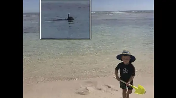 خورده شدن پدر توسط کوسه جلوی چشمان بچه اش + عکس