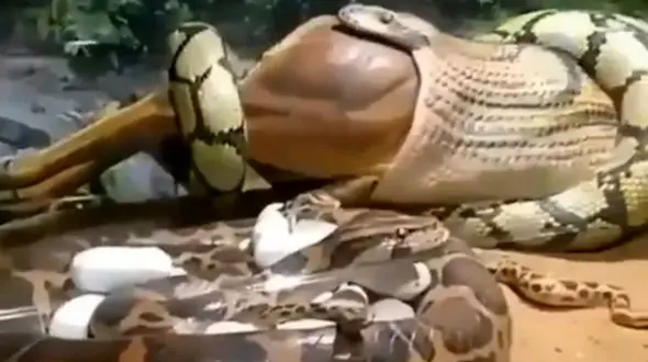 باغ وحش مارها را ببینید + فیلم