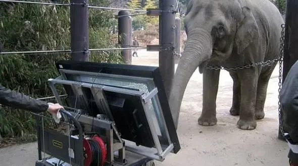 فیل‌ها ریاضیات یاد می‌گیرند!