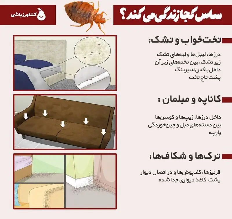 ساس کجا زندگی می‌کند؟ (لانه ساس کجاست؟)
