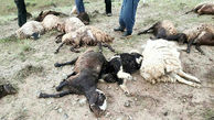 صاعقه چوپان میلاجردی را راهی بیمارستان کرد / تلف شدن 12 گوسفند