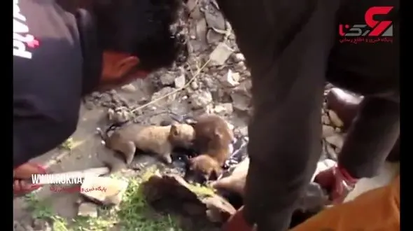  3 توله سگ درقیر گرفتار شدند+فیلم