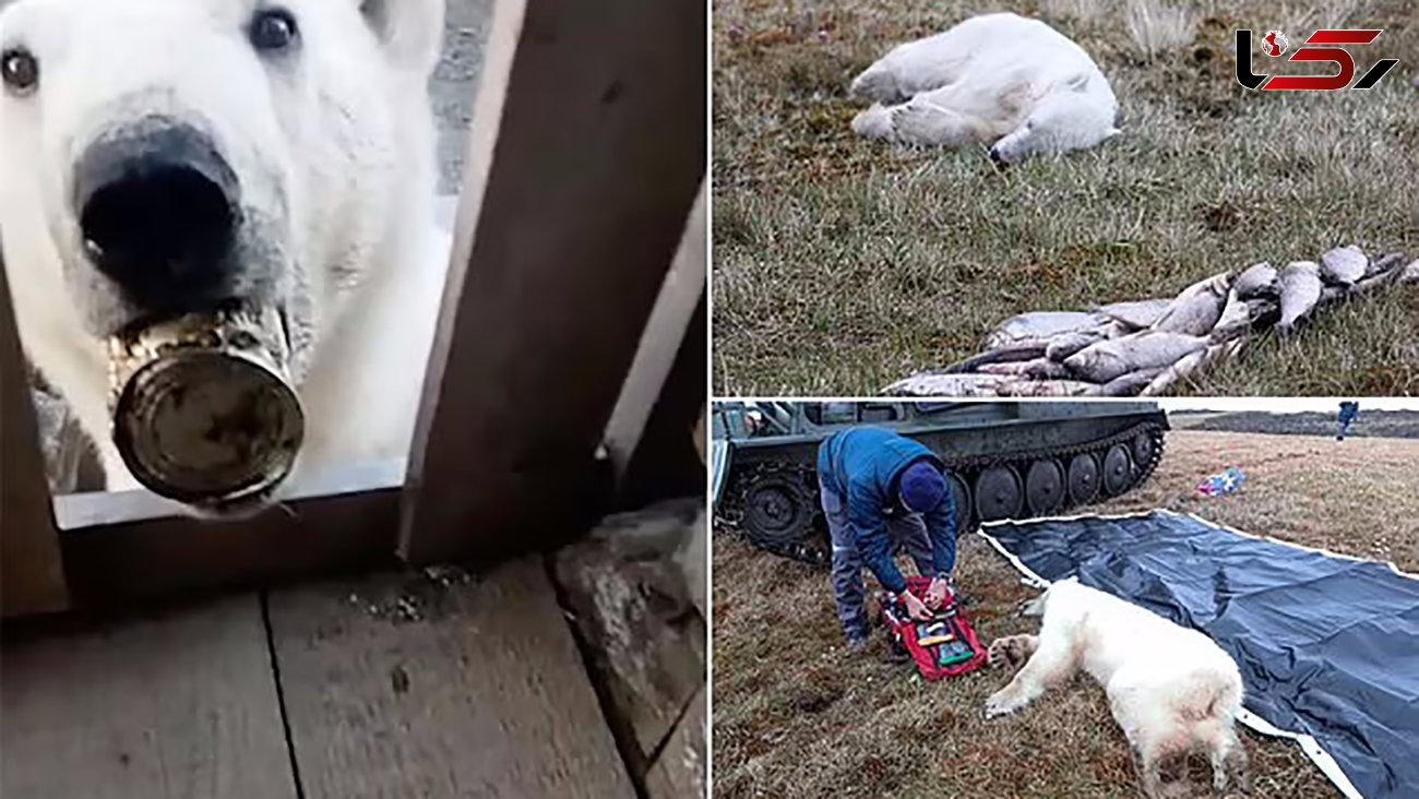 لحظه  نجات خرس قطبی که به دنبال کمک گرفتن از انسان‌ ها بود + فیلم