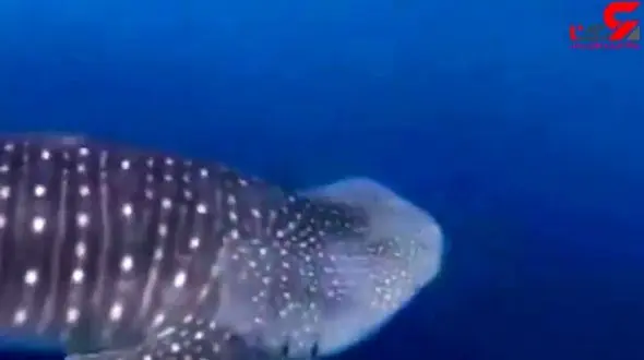 مشاهده یک نهنگ هفت متری در نزدیکی ساحل + فیلم