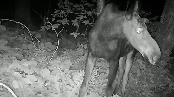 ثبت رفتار نادر پروانه‌ها در شمال آمریکا