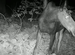 ثبت رفتار نادر پروانه‌ها در شمال آمریکا