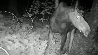 ثبت رفتار نادر پروانه‌ها در شمال آمریکا