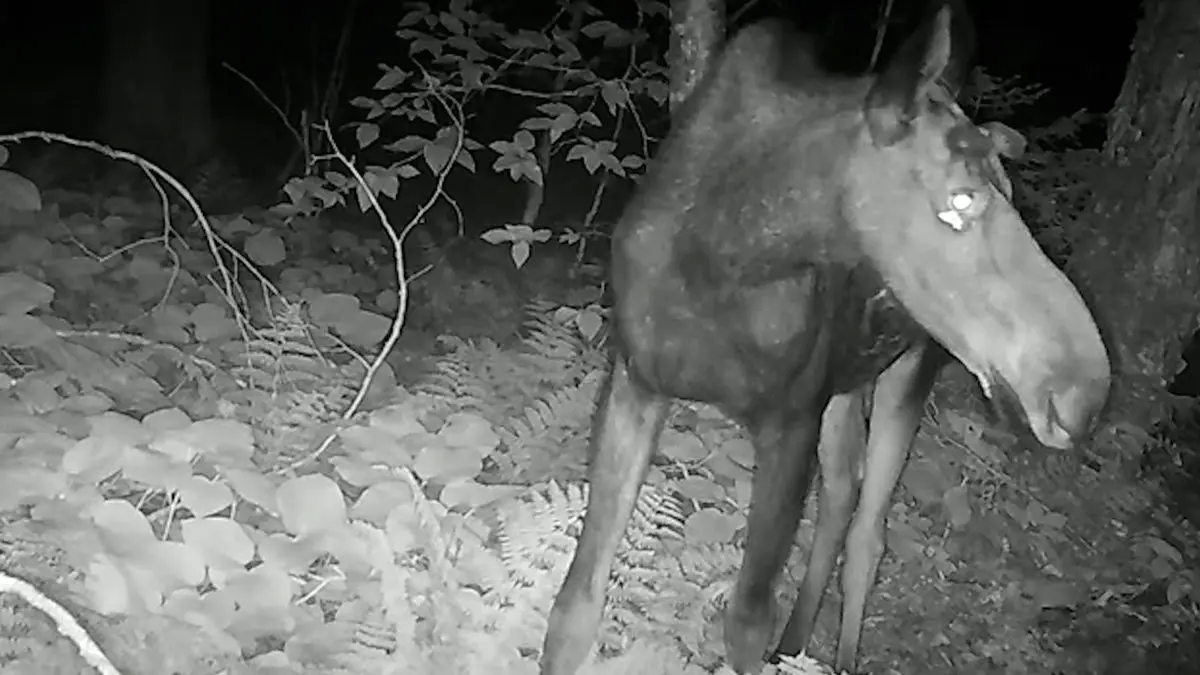 ثبت رفتار نادر پروانه‌ها در شمال آمریکا