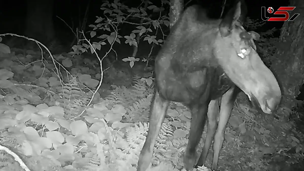 ثبت رفتار نادر پروانه‌ها در شمال آمریکا