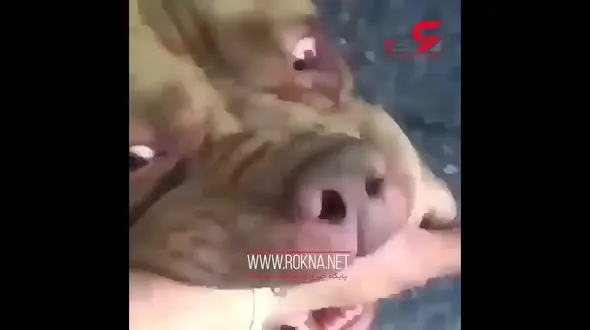  مرگ ۱۸ نفر در کشور در اثر ابتلا به هاری/ سازمان شهرداری‌ها و دهیاری‌ها  مسئول کنترل بیماری در این حیوانات هستند