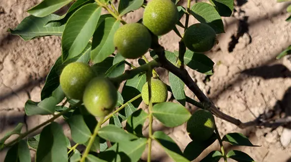 احداث باغ گردو چندلر راهی مطمئن برای سرمایه گذاری پرسود