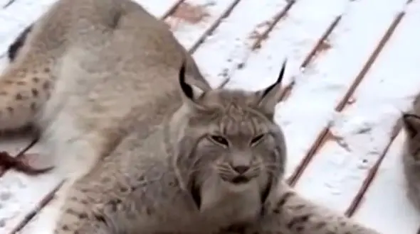 نجات گربه وحشی زخمی از داخل تله + فیلم