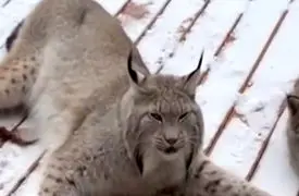 نجات گربه وحشی زخمی از داخل تله + فیلم