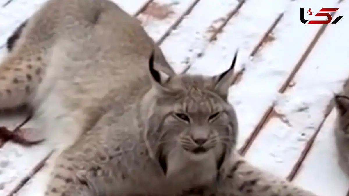 نجات گربه وحشی زخمی از داخل تله + فیلم