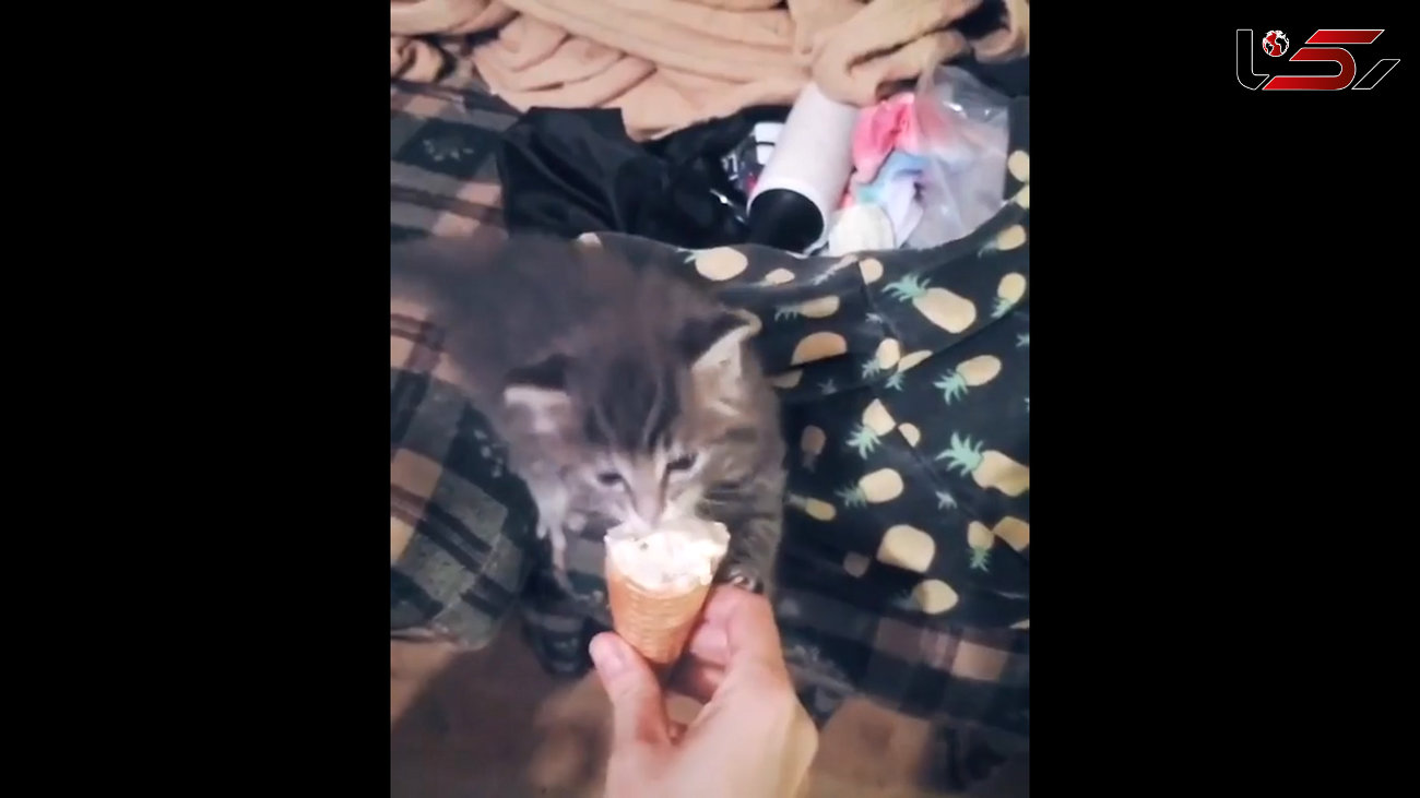بچه گربه عاشق بستنی / فیلم
