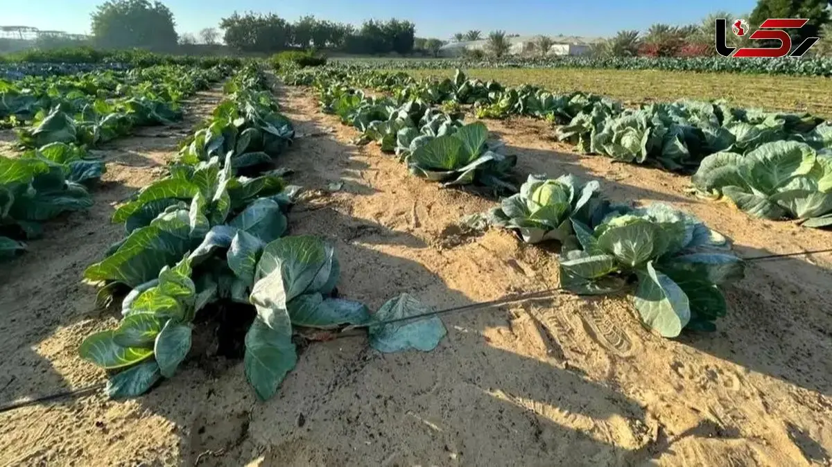 راز نابودی درخت 5 هزار ساله؛ یک خطای فاجعه‌ آمیز