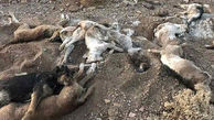 حامیان حیوانات ۱۵ قلاده سگ را در شاهدشهر آتش زدند !