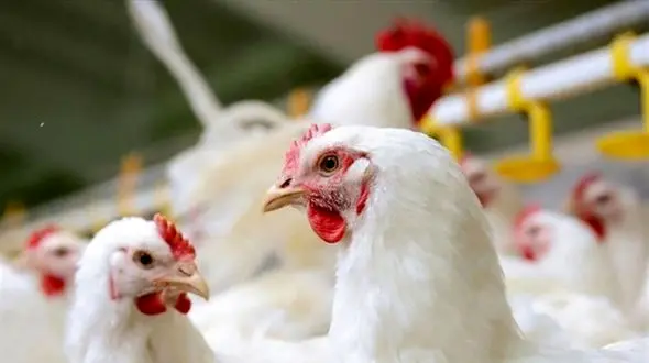 قیمت مرغ و قیمت تخم مرغ امروز + جدول قیمت