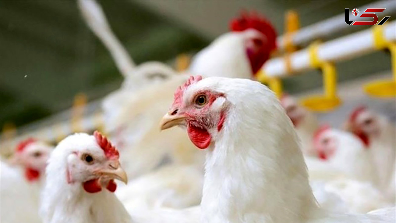 قیمت مرغ در بازار امروز / علت گرانی مرغ مشخص شد