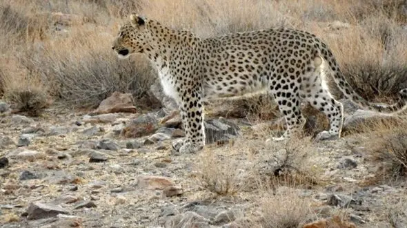 فیلم مشاهده یک گونه پلنگ نادر در ساردوئیه جیرفت استان کرمان 