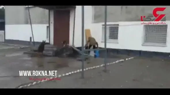 گربه از بالاترین طبقه ساختمان به پایین پرت شد! + فیلم 
